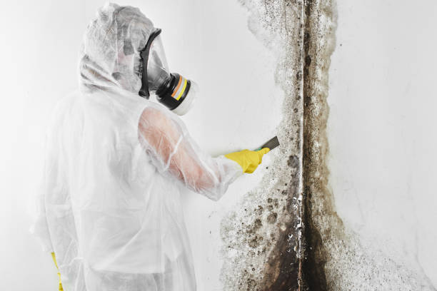 Why You Should Choose Our Mold Remediation Services in Shelbyville, IL